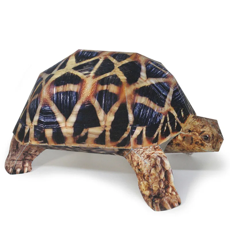 Art Craft With Cardboard - Indian Star Tortoise Paper Model Realistic